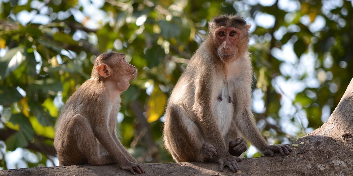 Sanjay Gandhi National Park